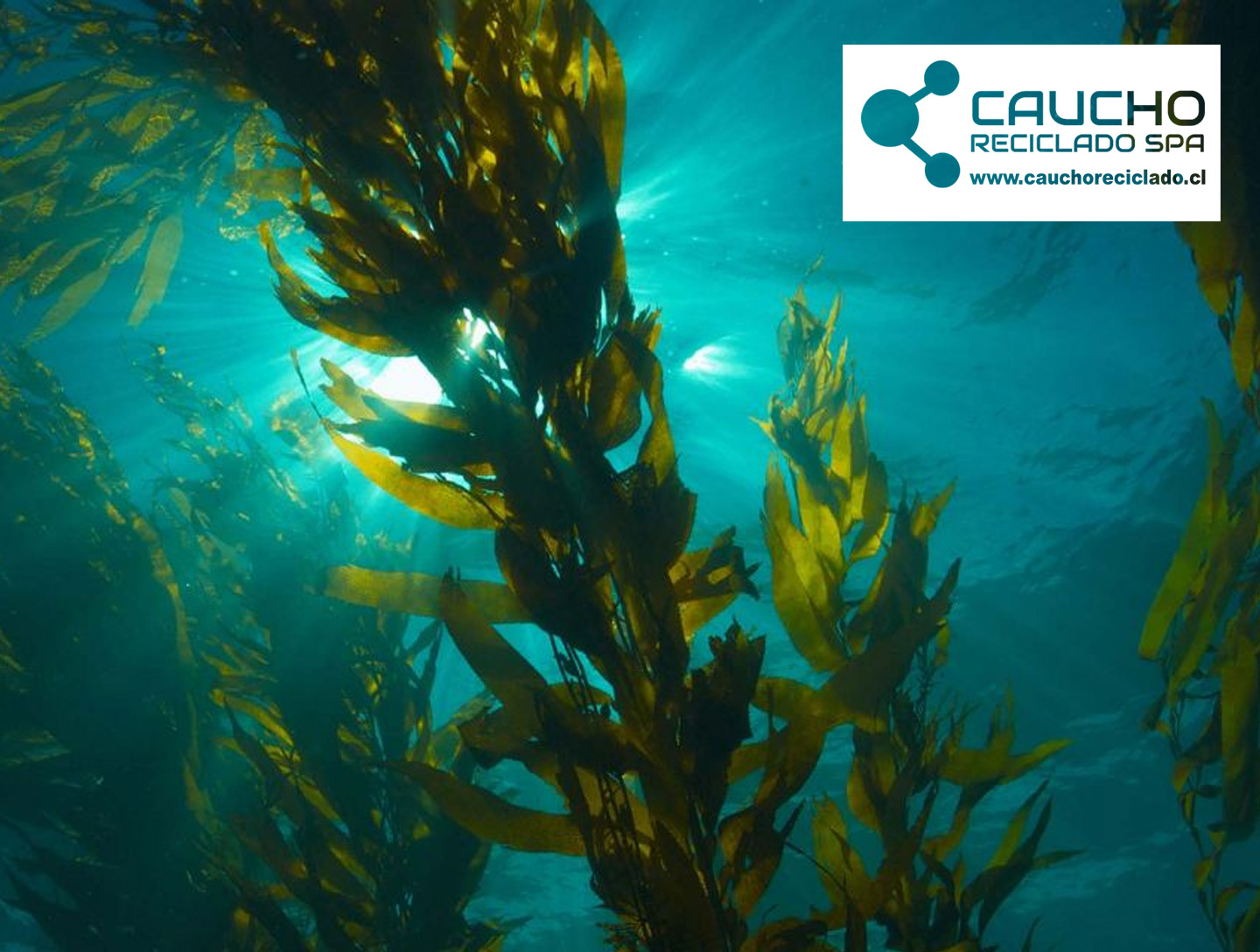 Multi Cultivo de Salmón con Macro Algas: Solución Sustentable para la Acuicultura Chilena