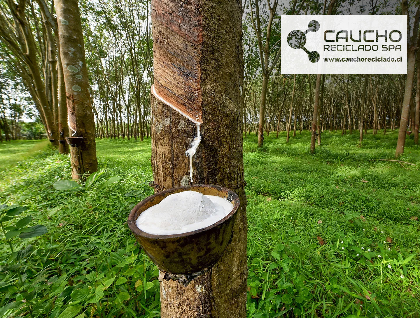 El Caucho Natural: Un Tesoro en Extinción que Enfrenta Crisis Global