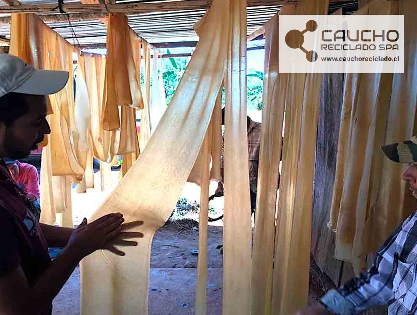 Hule Natural Mexicano: Tesoro Nacional Entre Oportunidades y Desafíos